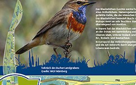 Blaukehlchen auf Infoschild