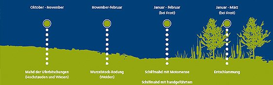 Infotafel mit Illustration zur Schilfmat im Naturschutzgebiet