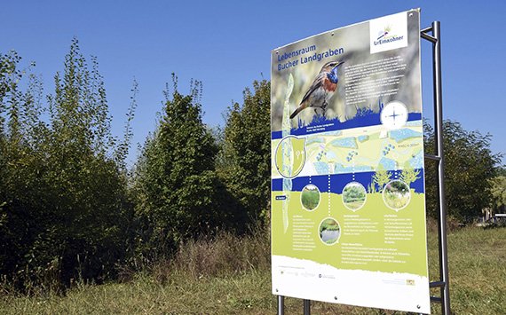 Infotafel Blaukehlchen im Bucher Landgraben
