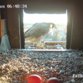 Wanderfalken Livecam. Wanderfalkenkamera in Feucht bei Nürnberg