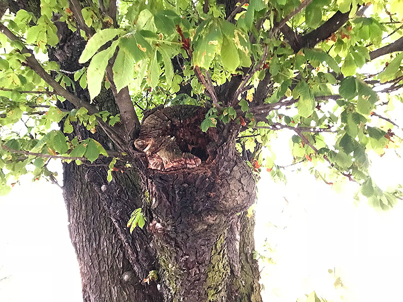 Baumgutachten, potentieller Nistplatz, Baumhoehle Berlin