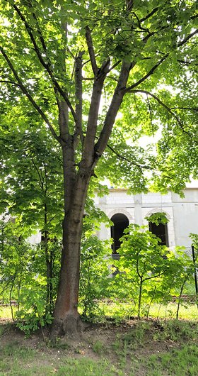 Gutachten zur Verkehrssicherung – Baumpflege: Gebäude