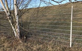 Prüfung von Bestandsbäumen auf vorkommende Wildtiere – Birke