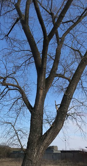 Prüfung von Bestandsbäumen auf vorkommende Wildtiere – Baumkrone
