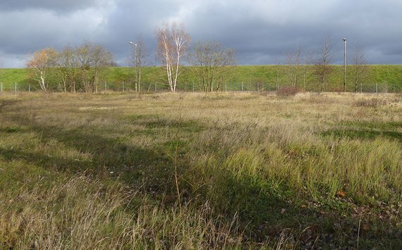 Prüfung von Bestandsbäumen auf vorkommende Wildtiere – Wiese