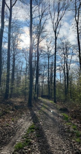 Waldgebiet zur Untersuchung