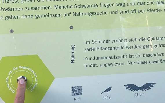 Hier drücken um Vogellaute abzuspielen