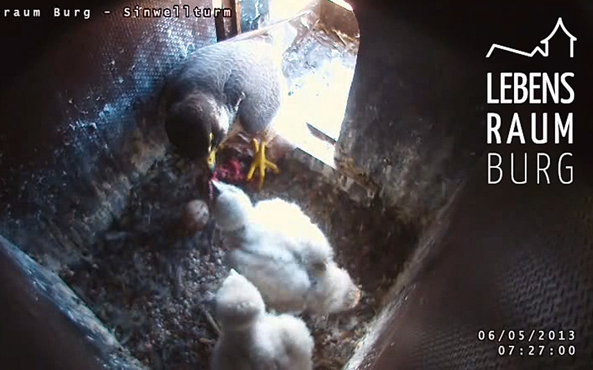 Screenshot der Wanderfalken Livecam auf www.lebensraum-burg.de