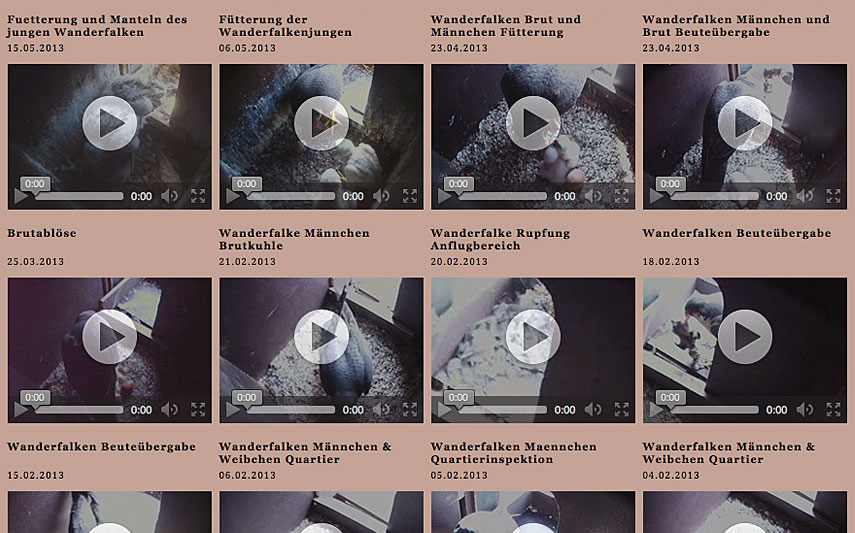 Videoarchiv der Wanderfalken auf der Internetseite www.lebensraum-burg.de