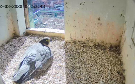 Wanderfalken an Kaiserburg Nürnberg - Webcam Technik von gruenstifter