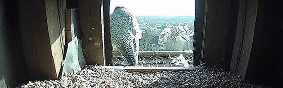 Wanderfalkenkamera Livecam