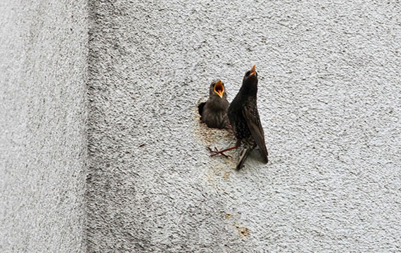 Vögel bauen Nester in gedämmte Fassade - Foto: www.purtul.de