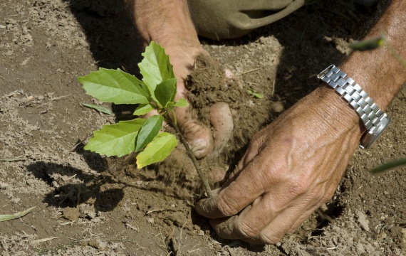 Ecosia pflanzt mit jeder Suchanfrage einen Baum - Foto: www.ecosia.org
