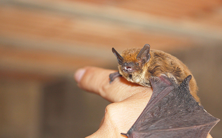 Zwergfledermaus (Pipistrellus pipistrellus)