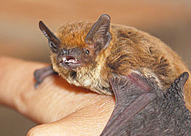 Zwergfledermaus (Pipistrellus pipistrellus)