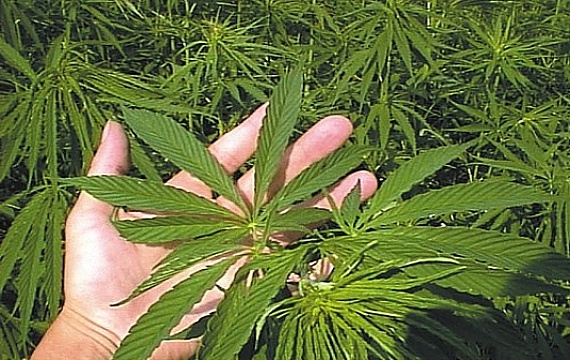 Hanf als natürlicher Baustoff zum Dämmen - Foto: http://www.hanffaser.de
