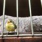 Junge Vögel stürzen sich wegen Hitze aus den Nestern