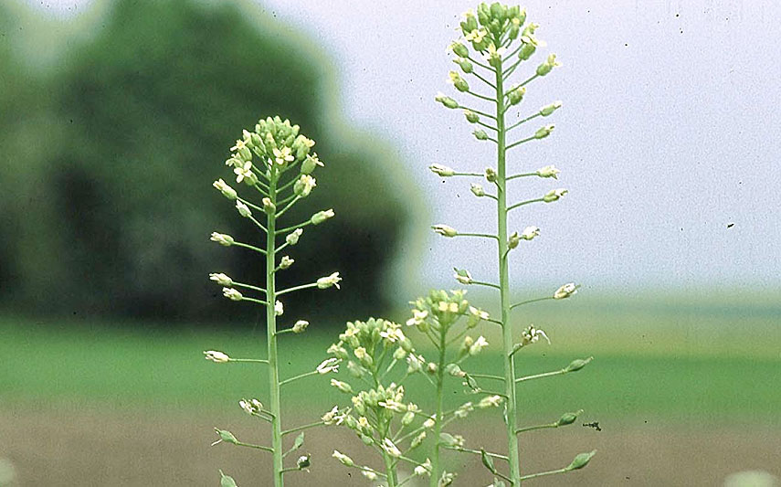 Leindotter (Camelina sativa)