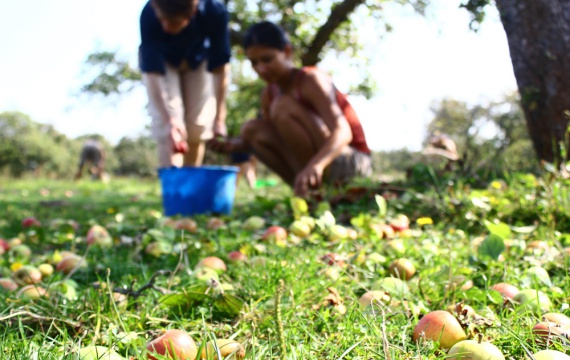 Mundraub: Freies Obst für alle - Foto: www.mundraub.org