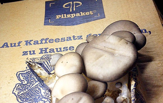 Pilzpaket - Beispiele - Foto: www.pilzpaket.de