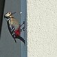Spechtlöcher an Fassade vermeiden