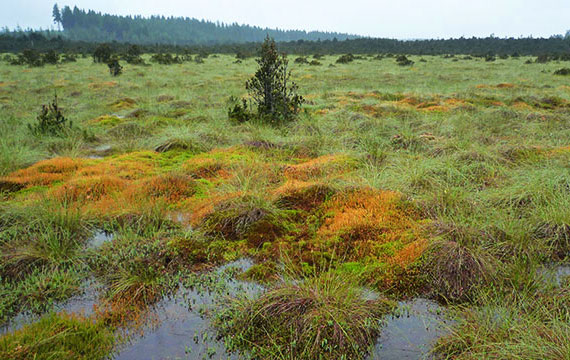 Für den Erhalt von Mooren: Erde ohne Torf - Foto: www.nabu.de