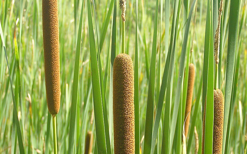 Rohrkolben (Typha)