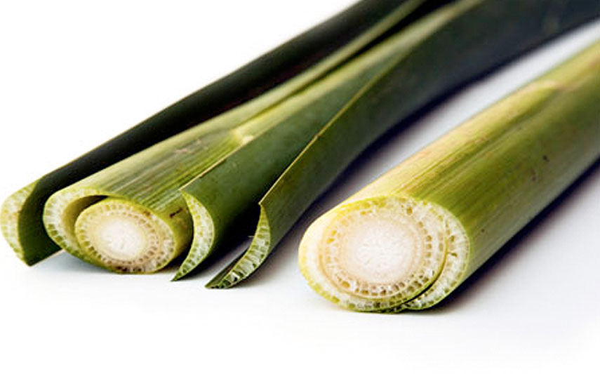 aufgeschnittene Rohrkolben (Typha)