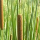 TYPHA - Rohrkolben als Baumaterial