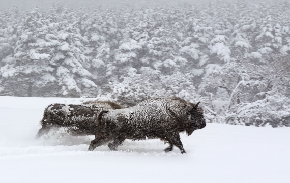 Dokumentation über die Natur Europas: Unsere Wildnis - Foto: Filmaussschnitt