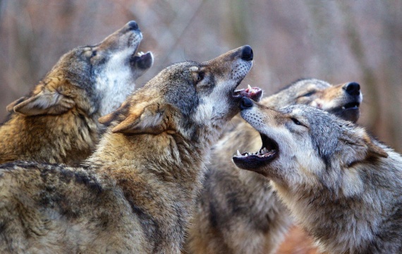 Unsere Wildnis: Dokumentarfilm über den Wandel der Natur  - Foto: Filmausschnitt