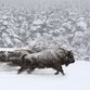 „Unsere Wildnis“ – Natur hautnah erleben