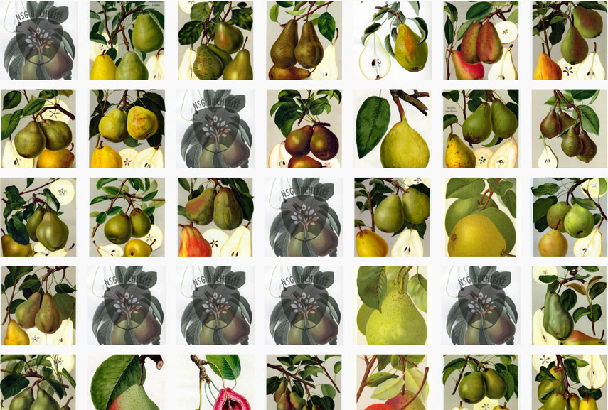 Responsive Design - Obstsorten in der Übersicht
