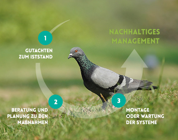 Taubenmanagement, Taubenvergrämung