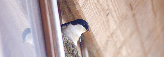 Mehlschwalbe  (Delichon urbicum)