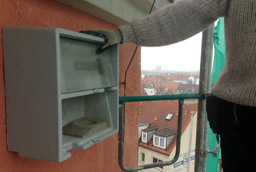 Spechtlöcher vermeiden durch gezielte Ansiedlung von Gebäudebrütern