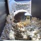 Turmfalken Livecam. Turmfalkenkamera in Nürnberg. Turmfalken live beobachten.