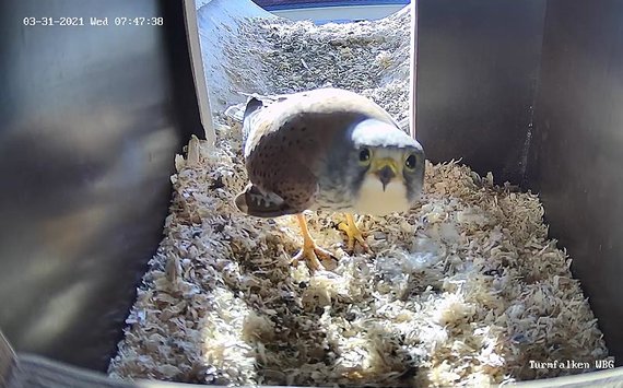 Webcam für Turmfalken - Turmfalke sagt "Hallo"